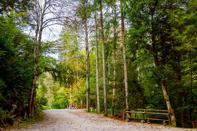 The Zen of Gardening: Cultivating Peace in Nature